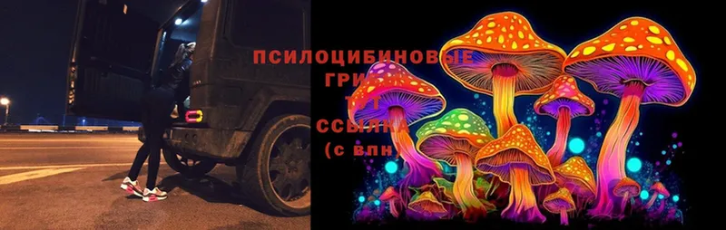 Галлюциногенные грибы Psilocybe  где купить наркотик  Армянск 